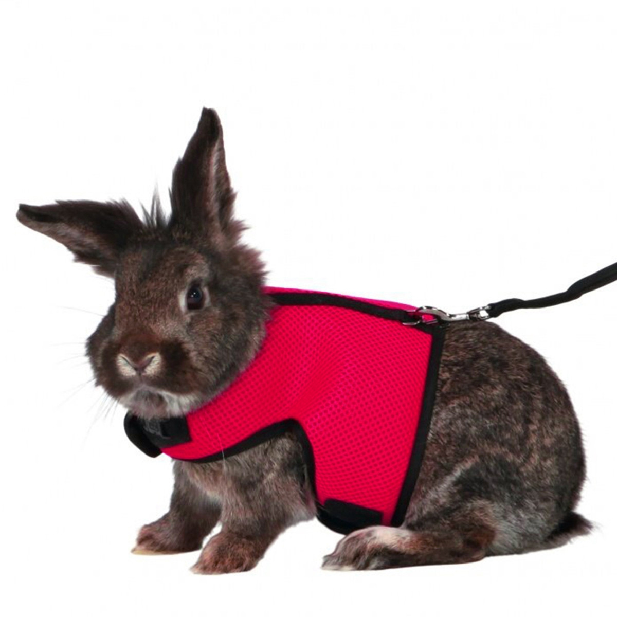 Guinzaglio e pettorina per con - Running Gear Rabbit recensione e prezzo
